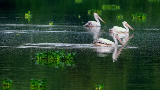 The spot-billed pelican (Pelecanus philippensis) or gray pelican.