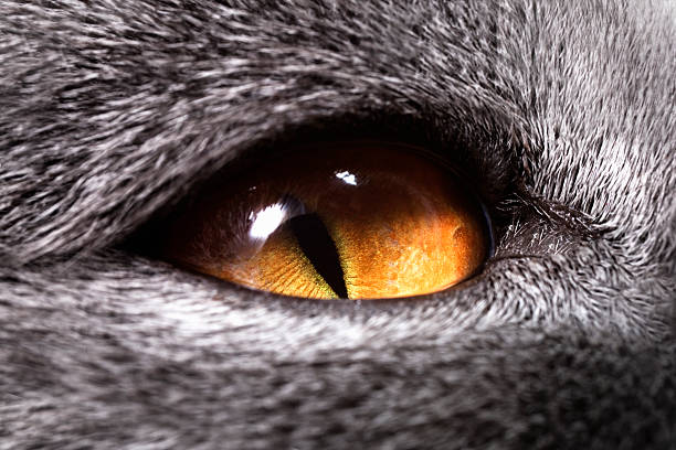 istock The yellow cat's eye 178763655