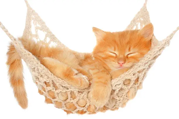 Photo of Cute red haired kitten sleeping in hammock