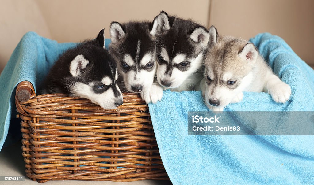 Quatre chiots Husky - Photo de Animaux de compagnie libre de droits