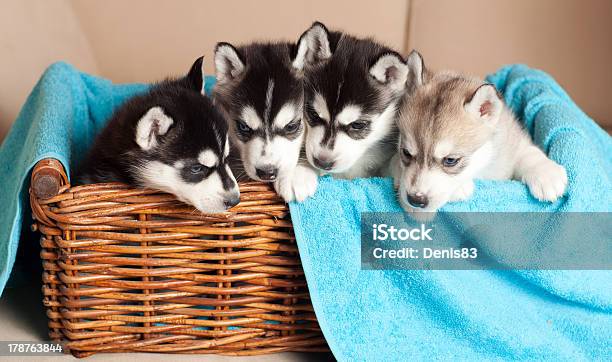 Photo libre de droit de Quatre Chiots Husky banque d'images et plus d'images libres de droit de Animaux de compagnie - Animaux de compagnie, Chien, Chien de race