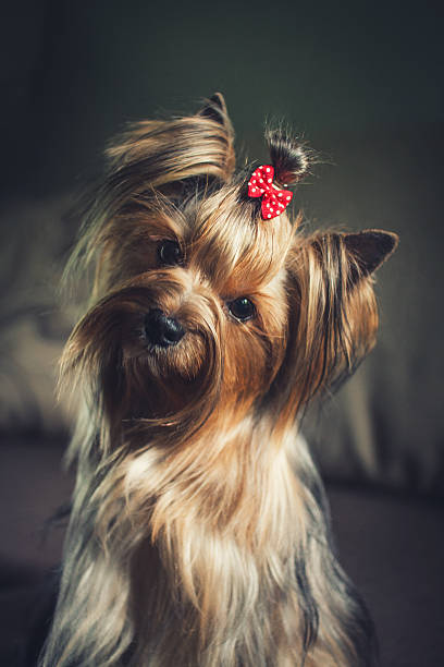 Yorkshire terrier stock photo