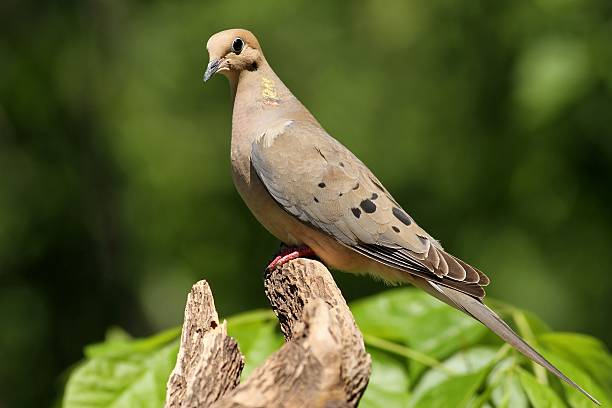 Mourning Where Perched and posing for me on a log I set up near my feeder in Missouri. zenaida dove stock pictures, royalty-free photos & images