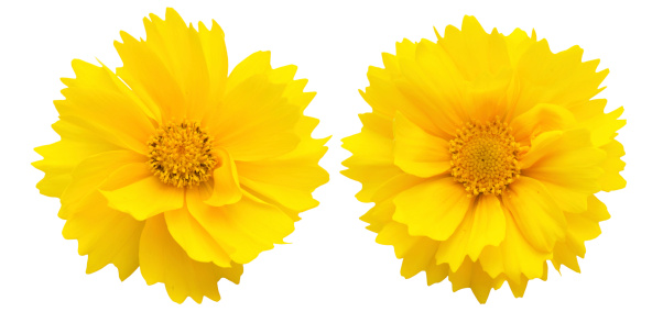Lance-leaved coreopsis isolated on a white background. In Japan,this flower is a naturalized plant.