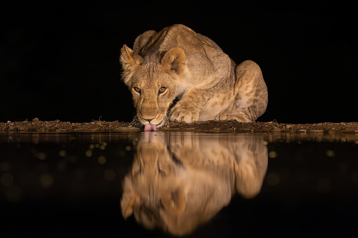 A lioness drinking water from a puddle in the middle of the night