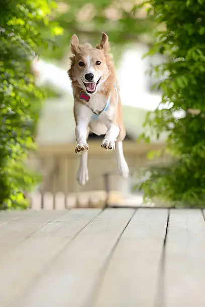 Dog jumping excitedly through the air!