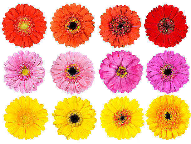 istock Collection of Fresh Gerbera Flowers Isolated on White 178764221