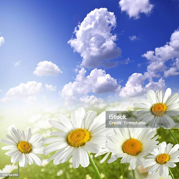 Flowers Stock Photo - Download Image Now - Blossom, Chamomile, Chamomile Plant