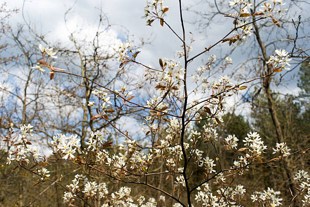 flor branca na árvore - lank - fotografias e filmes do acervo