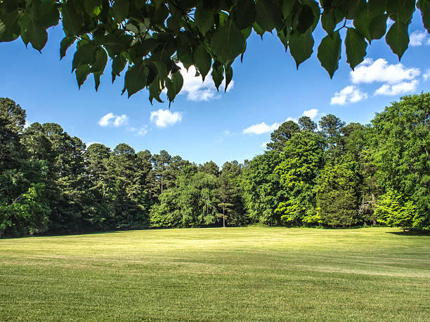 istock Open area with green grass, woods, and blue sky 178765215