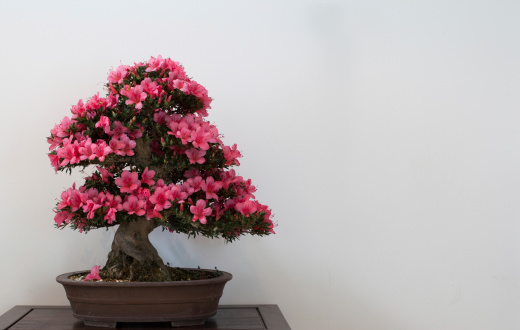 Satsuki bonsai tree on table