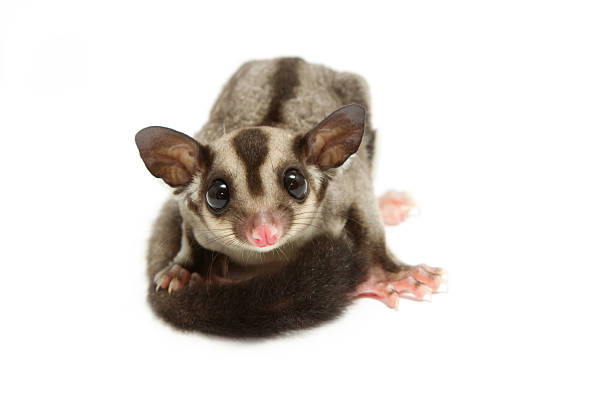 istock little joey looking photographer 178765342