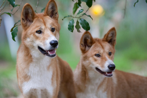 Two dingoes look for possible food near Melbourne, Victoria, Australia