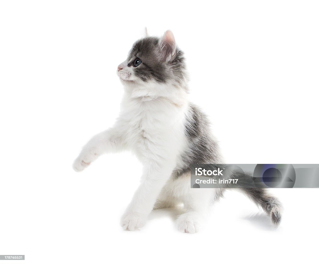 Flauschige Katze mit blauen Augen, erhöhte einem Fuß - Lizenzfrei Flauschig Stock-Foto