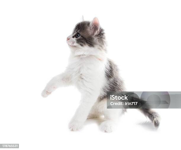 Flauschige Katze Mit Blauen Augen Erhöhte Einem Fuß Stockfoto und mehr Bilder von Flauschig