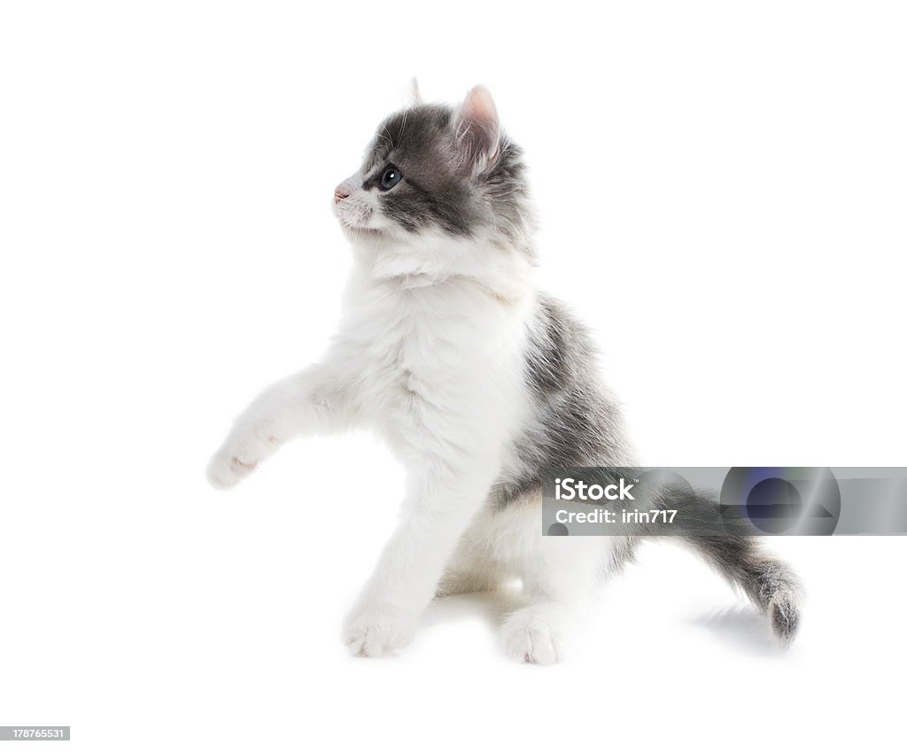 Lanuginoso gattino con occhi azzurri, ha sollevato un piede - Foto stock royalty-free di Animale