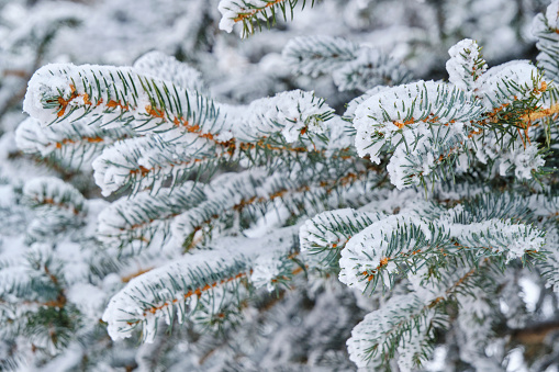 Forest background, snow covered branches spruce