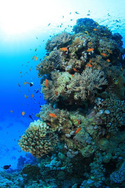 istock Marine Life in the Red Sea 178765886