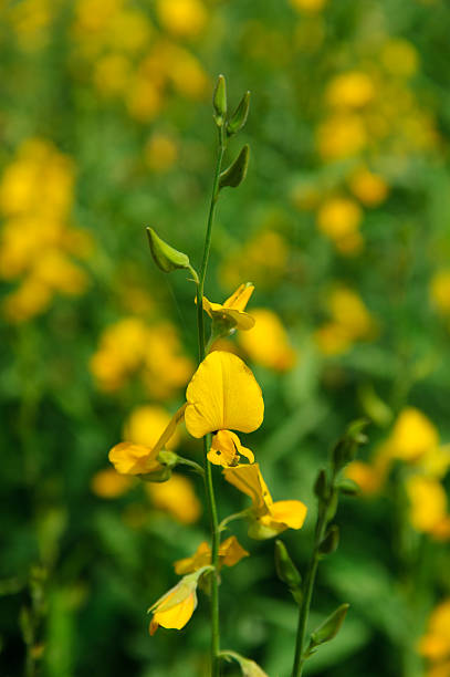 istock Crotalaria juncea in the field 178765956