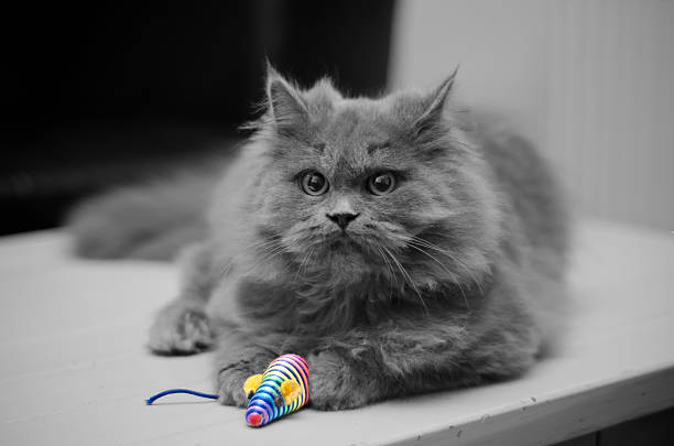 gatto dal pelo lungo britannico con giocattolo del mouse - inglese a pelo lungo foto e immagini stock