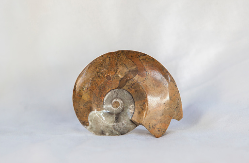 Polished ammonite fossil. Placed over cotton cloth