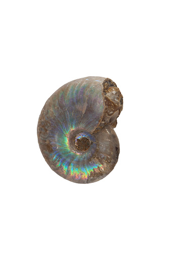 Pearly ammonite fossil. Isolated over white background