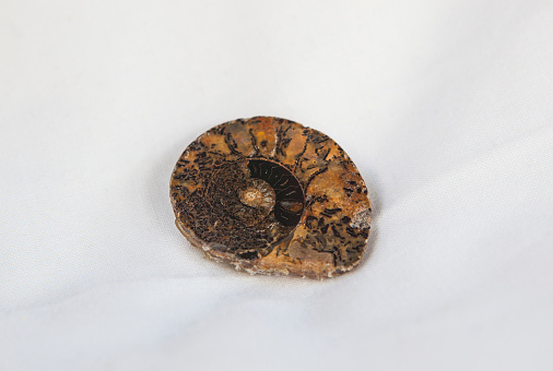 Sectioned and polished ammonite fossil. Placed over cotton cloth