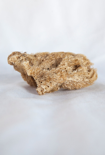 Sponge remains, phylum porifera group. Placed over cotton cloth