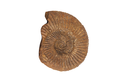 Ammonite fossil passendorferia teresiformis. Isolated over white background