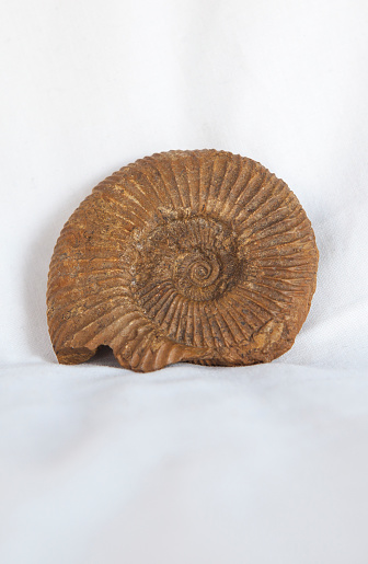 Atlantic surf clam shell, Spisula solidissima, isolated on white with moon snail hole at tip.