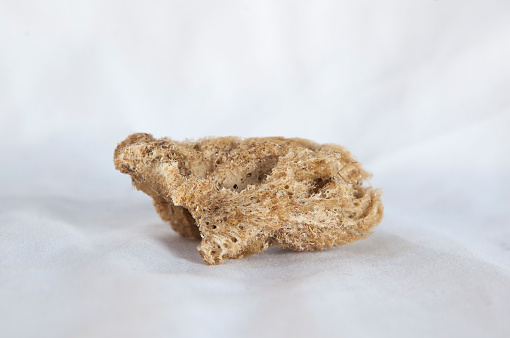 Sponge remains, phylum porifera group. Placed over cotton cloth