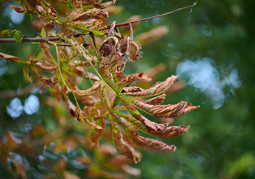 Chestnut branch with yellowed leaves in the park on an autumn day