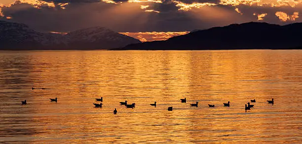 Seagulls along the coast in the midnight sun in northern Norway.