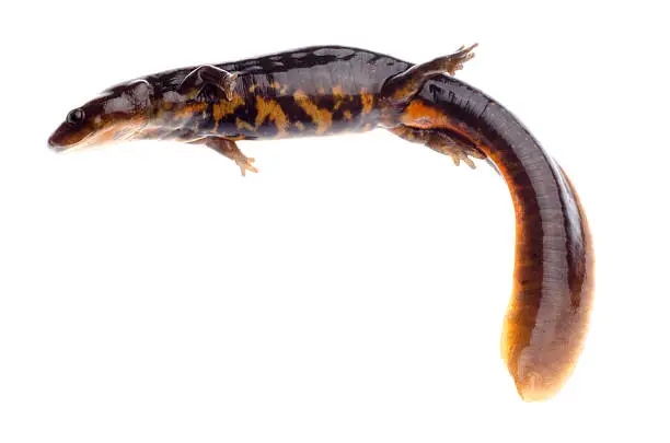 animal amphibian salamander newt isolated