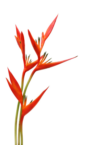 Parakeet flower (Heliconia psittacorum) isolated on white background