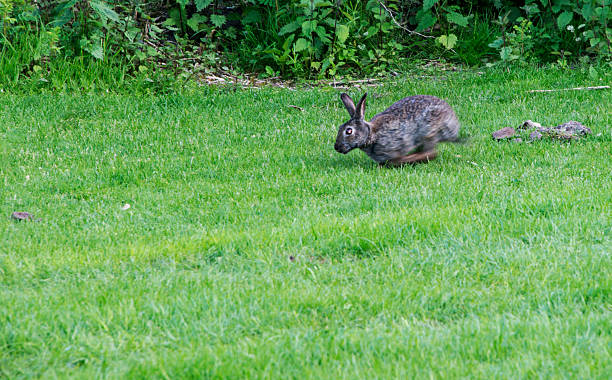 How Fast Are Rabbits 2,800+ Rabbit Speed Stock Photos, Pictures & Royalty-Free Images - iStock