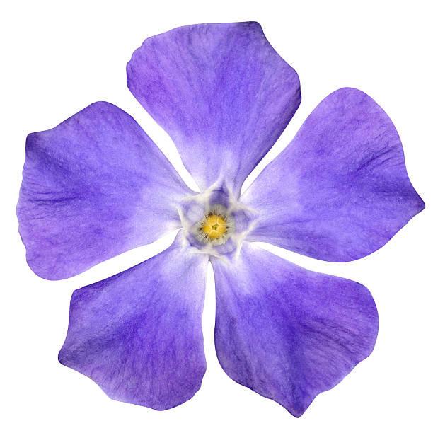 istock Purple Flower - Periwinkle Vinca minor isolated on White 178767102