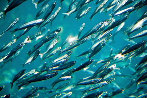 flock of silver fishes in the sea