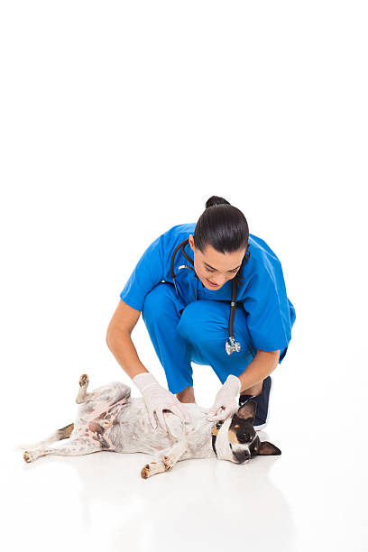 istock veterinarian nurse checking on dog's skin 178767660