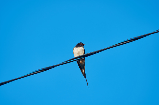 A swallow sitting on an electric cable and blue sky on background