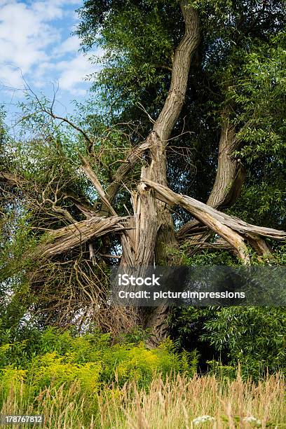 Photo libre de droit de Arbre Après Lincroyable Frappe banque d'images et plus d'images libres de droit de Arbre - Arbre, Force de la nature, Nature