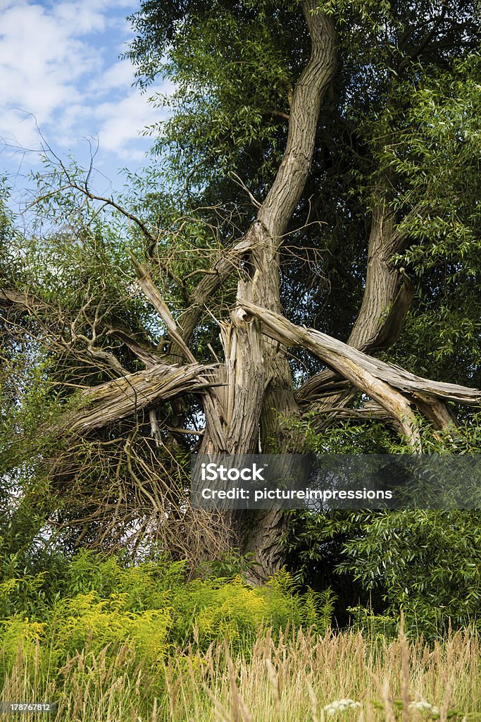 Árvore após um relâmpago. - Royalty-free Ao Ar Livre Foto de stock