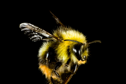 close up of bumble bee  before black background. The insect is very hairy.