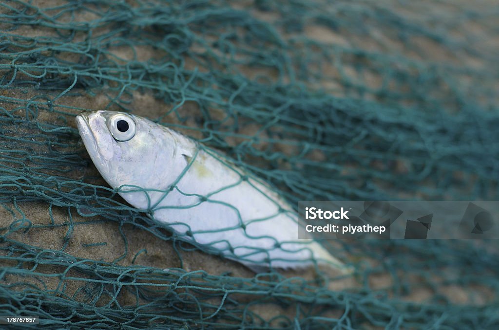ryba - Zbiór zdjęć royalty-free (Biały)