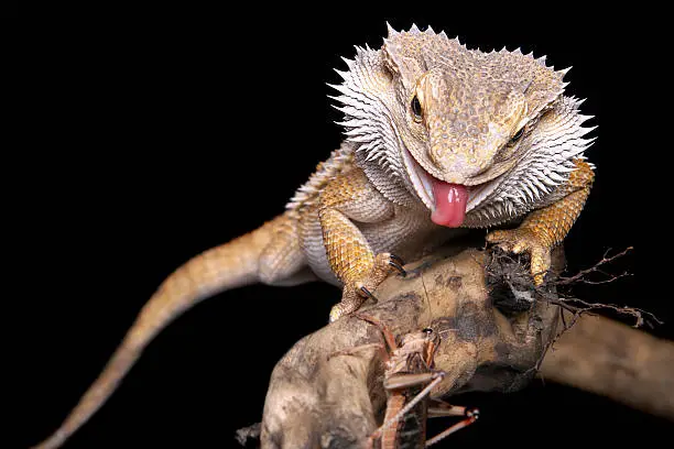 male bearded dragon sitting on a branch in front of black background sticking out his tongue to catch the locust in front of him, ready to enjoy his meal