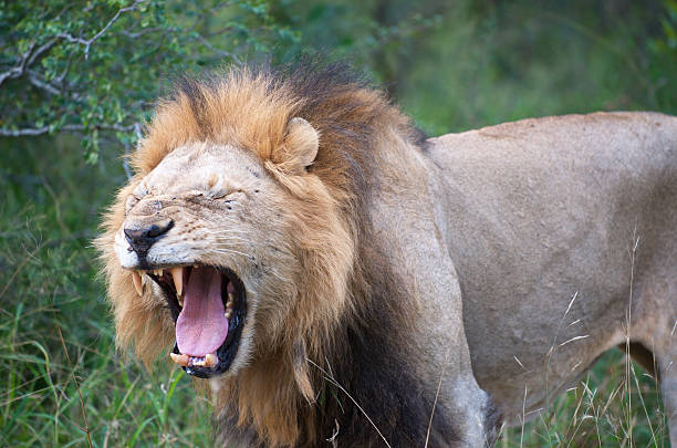 istock Roaring Male Lion 178768195