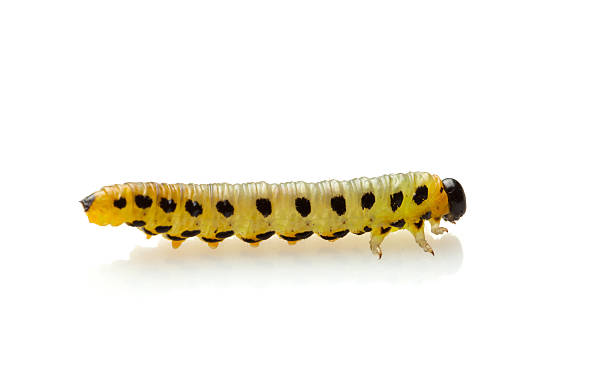 istock Macro of caterpillar over white 178768336