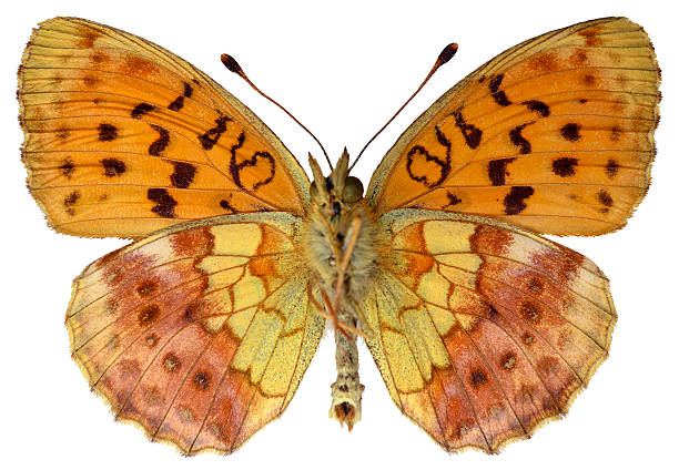 istock Isolated Marbled Fritillary butterfly 178768481