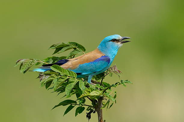 istock european roller outdoor 178768534