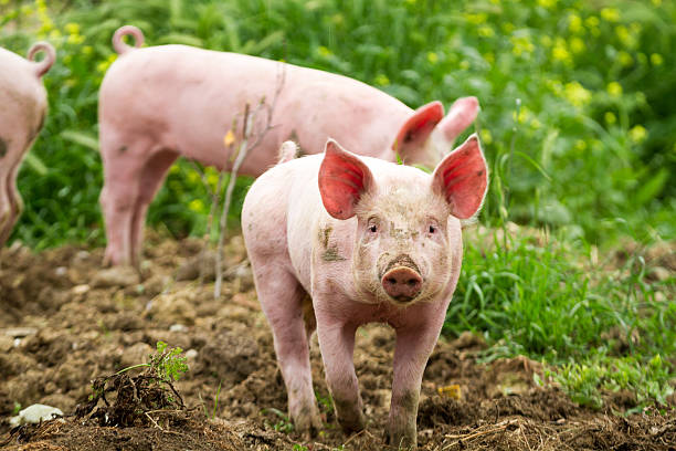 istock Little Piggy on the field in summer 178768553
